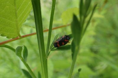 <i>Cercopis intermedia</i>