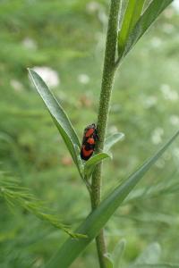 <i>Cercopis vulnerata</i>