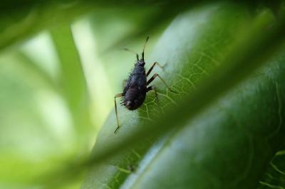 <i>Deraeocoris ruber</i>