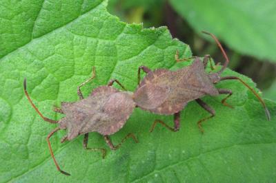 <i>Coreus marginatus</i>