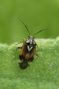 <i>Lygus pratensis</i>