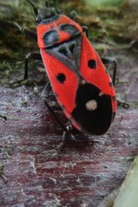 <i>Melanocoryphus albomaculatus</i>