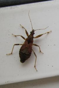 <i>Himacerus mirmicoides</i>