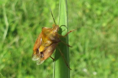 <i>Carpocoris purpureipennis</i>