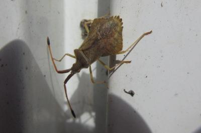 <i>Syromastus rhombeus</i>