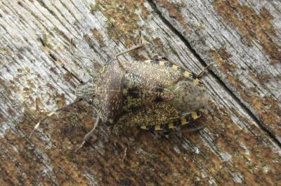 <i>Rhaphigaster nebulosa</i>