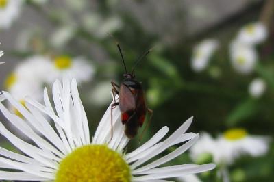 <i>Deraeocoris ruber</i>
