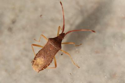 <i>Gonocerus acuteangulatus</i>