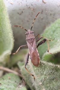 <i>Camptopus lateralis</i>