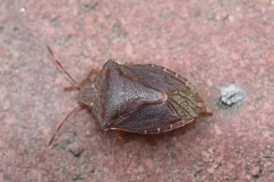 <i>Palomena prasina</i>