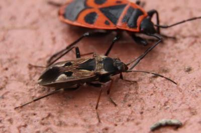 <i>Rhyparochromus vulgaris</i>