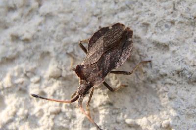 <i>Enoplops scapha</i>