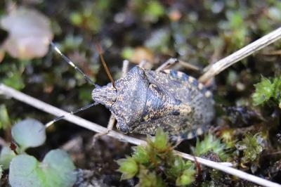 <i>Rhaphigaster nebulosa</i>