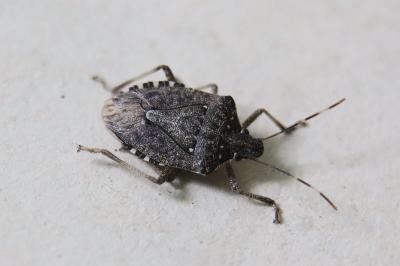 <i>Halyomorpha halys</i>