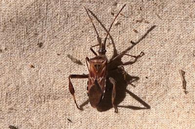 <i>Leptoglossus occidentalis</i>