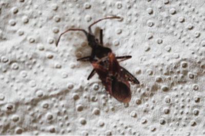 <i>Leptoglossus occidentalis</i>