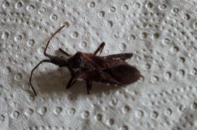 <i>Leptoglossus occidentalis</i>