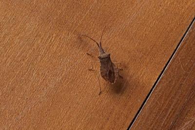 <i>Haploprocta sulcicornis</i>