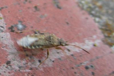 <i>Stictopleurus</i>