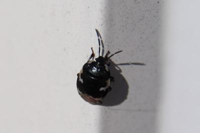 <i>Tritomegas</i>