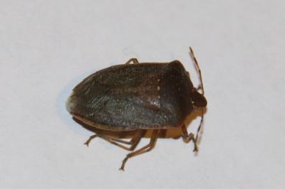 <i>Nezara viridula</i>