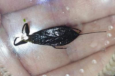 <i>Nepa cinerea</i>