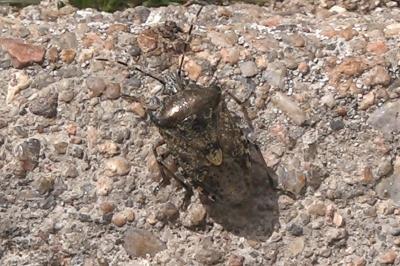 <i>Rhaphigaster nebulosa</i>