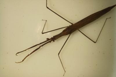 <i>Ranatra linearis</i>