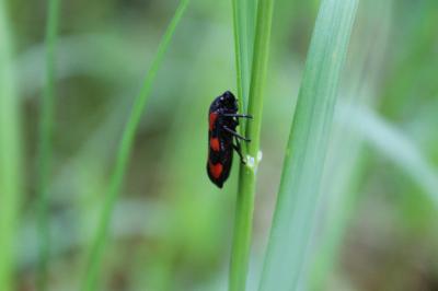 <i>Cercopis vulnerata</i>