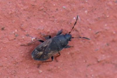 <i>Megalonotus</i>
