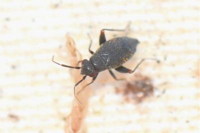 <i>Chlamydatus evanescens</i>