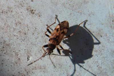 <i>Beosus maritimus</i>