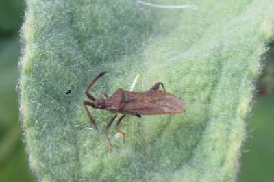 <i>Coriomeris</i>