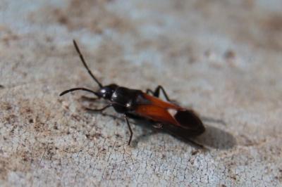 <i>Pterotmetus staphyliniformis</i>