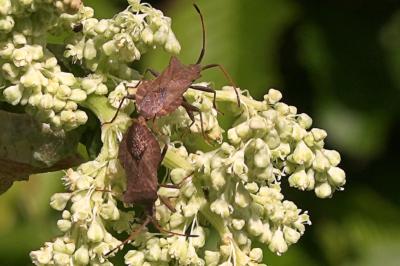 <i>Coreus marginatus</i>