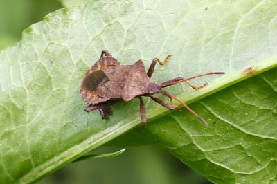 <i>Coreus marginatus</i>