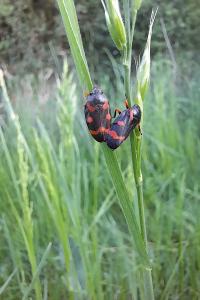 <i>Cercopis intermedia</i>