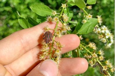 <i>Graphosoma italicum</i>