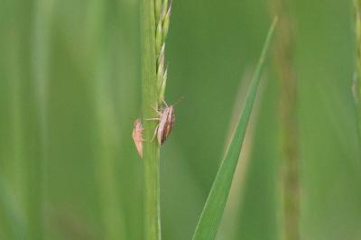 <i>Aelia acuminata</i>