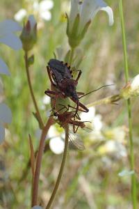 <i>Rhynocoris erythropus</i>