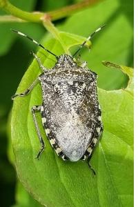 <i>Rhaphigaster nebulosa</i>