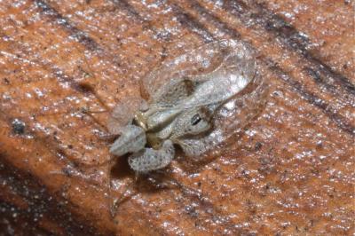<i>Corythucha ciliata</i>