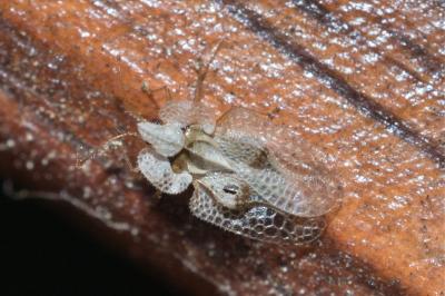 <i>Corythucha ciliata</i>