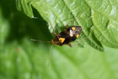 <i>Liocoris tripustulatus</i>