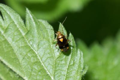 <i>Liocoris tripustulatus</i>