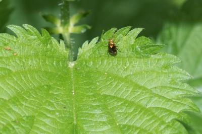 <i>Liocoris tripustulatus</i>