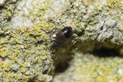 <i>Loricula pselaphiformis</i>