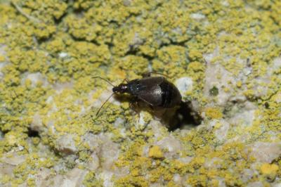 <i>Loricula pselaphiformis</i>