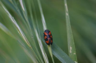 <i>Cercopis vulnerata</i>