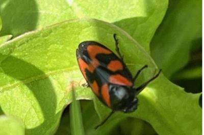 <i>Cercopis vulnerata</i>
